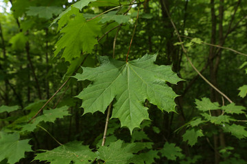 Green maple leaves on a green forest background