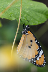 Close-up of two butterflies sucking nectar from a wildflower