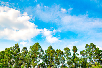 Obraz premium Under the blue sky white clouds a neat row of trees 
