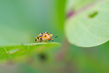 Close up of a stink bug on a flat leaf