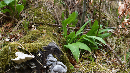 Bärlauch mit Blüten in Knospe auf altem Baumstumpf mit Baumpilzen, Bärlauch erkennen