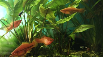 Beautiful freshwater aquarium with green plants and many fish. Beautiful aquarium landscape.