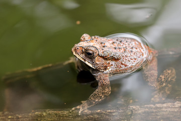 Close up of a toad in a pond