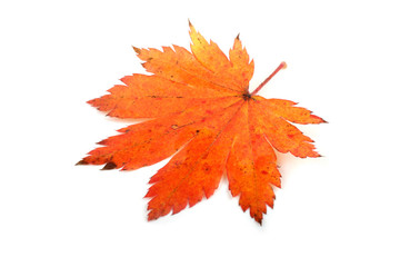Autumn maple leaf
