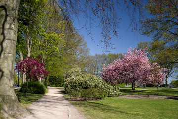 Frühling im Rosengarten Park Hamburg Ottensen