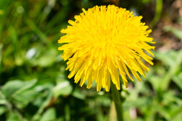 Yellow dandelion flower