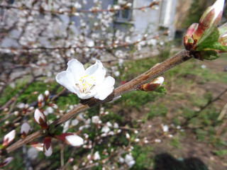 spring cherry blossom, branches with white flowers, berry tree