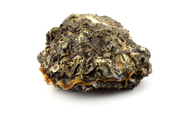 Oyster
