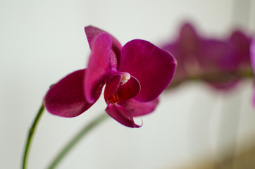 Orchid flower, blooming bud, close-up