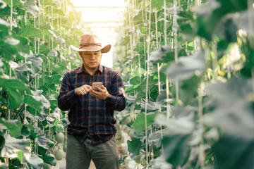 The agronomist uses the internet connection tab. To study the growth and quality of the melon farm.
