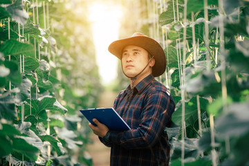 The farmer is checking the quality of the melon at the melon farm.
