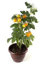 Fototapeta na wymiar Tomato plant