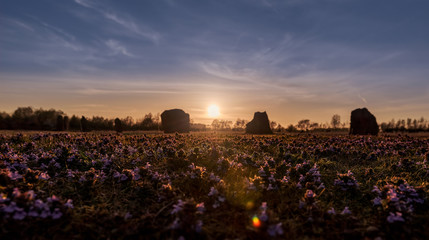 Sunset through clover and stones