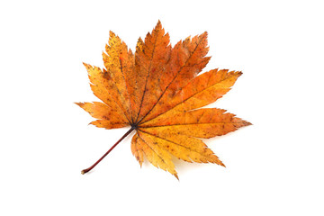 Autumn maple leaf