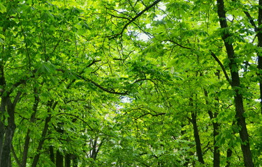 Fototapeta premium green leaves in the forest