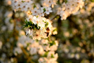 White spring flowers with a bee at sunset in the evening	