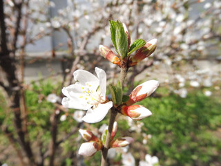 spring cherry blossom, branches with white flowers, berry tree
