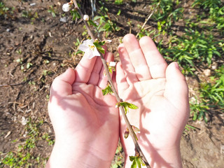  children's chubby hands palm hold the handle the color of a sprig of cherry