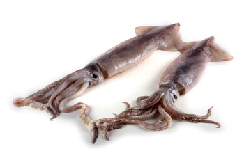 Two squids