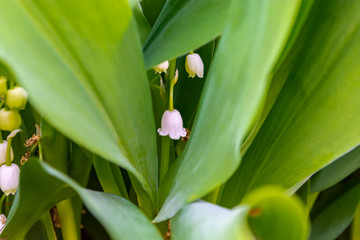Lily of the valley, sometimes written lily-of-the-valley, is a highly poisonous woodland flowering plant with sweetly scented, pendent, bell-shaped white flowers borne in sprays in spring. 