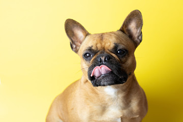 Fototapeta premium Cute French Bulldog on yellow background with tongue out