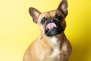 Cute French Bulldog on yellow background with tongue out
