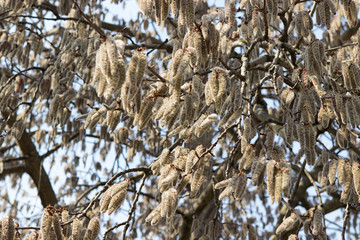 large furry catkins inflorescences flowering aspen fluttering in the wind