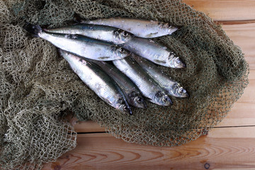 Herring on net