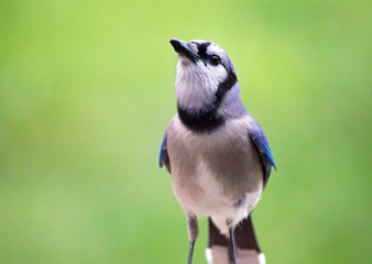 Closeup of a Colorful Blue Jay Bird