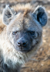 Closeup portrait of a furry spotted hyena