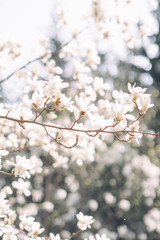 Obraz premium Magnolia blossoms