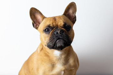 Fototapeta premium Cute French Bulldog on white background