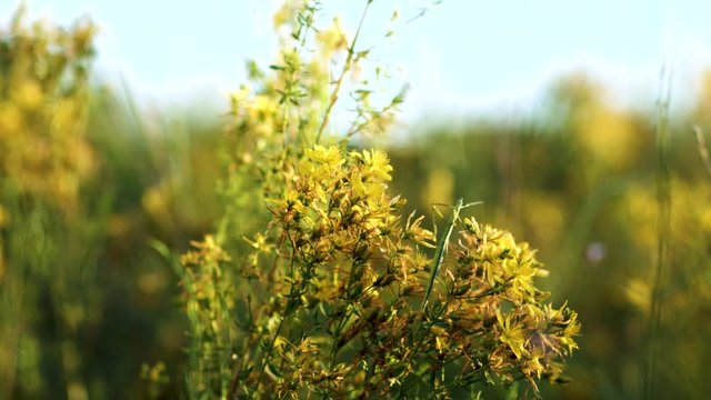 Stick insect on a saint john's wort plant, closeup
