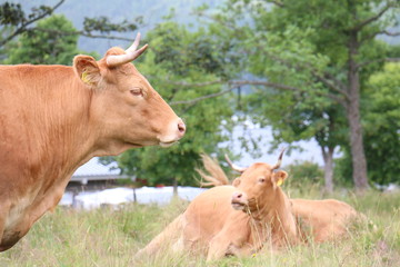 Side portrait of a cow