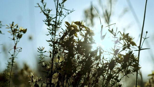 Stick insect on a saint john's wort plant, backlight sunset