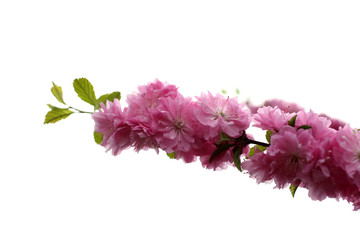 Japanese cherry blossom