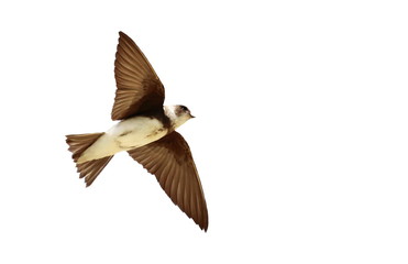 Sand Martin, swallow in flight  isolated on white background, riparia riparia