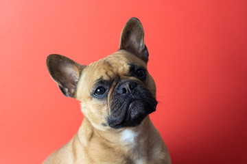 Fototapeta premium Cute French Bulldog on red background