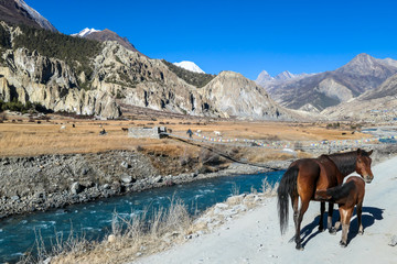 A mare walking with a baby horse along a torrent in Himalayas. Wild horses. In the back there are snow capped peaks of Annapurna Chain. Barren landscape. Freedom