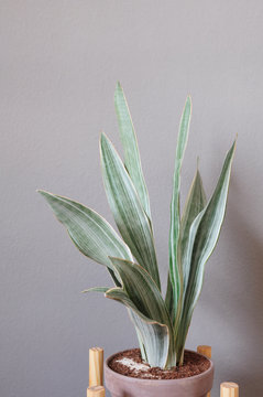 Zimmerpflanze (Bogenhanf - Sansevieria trifasciata 'Metallica') vor grauem Hintergrund.