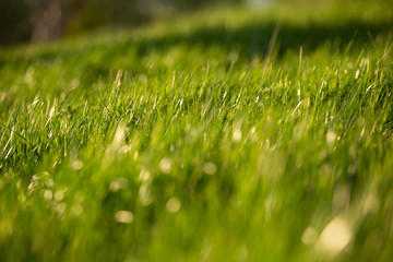 herbe verte qui brille dans la lumière du coucher de soleil