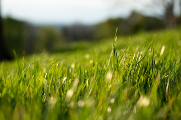 herbe verte qui brille dans la lumière du coucher de soleil