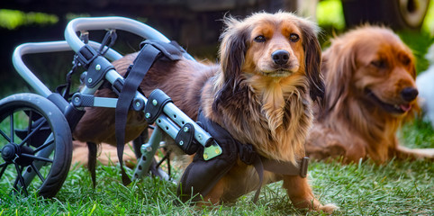 Long-haired dachshund dog in a wheelchair
