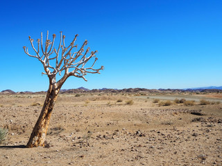 Fototapeta na wymiar quiver tree in namibian desert