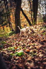 Hund in Wald