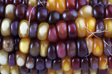 Multicolor corn
