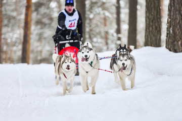 Siberian husky sled dog racing