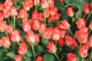 Roses Wow NT Bush Background