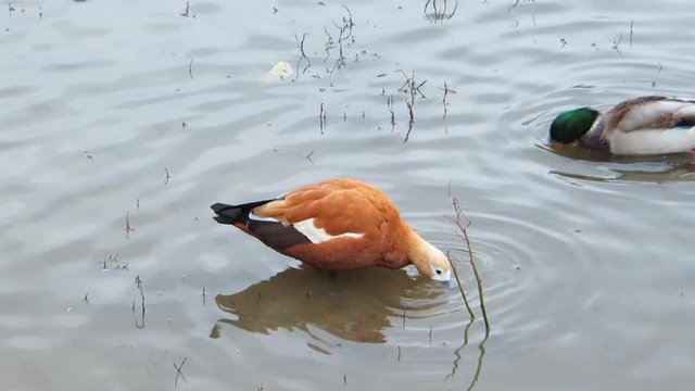 Ruddy shelduck walking in shallow water of pond and foraging. Mallard ducks swimming and foraging in background. Birdwatching. Autumn day. Bright bird in a gray pond. Tadorna ferruginea. Red duck.