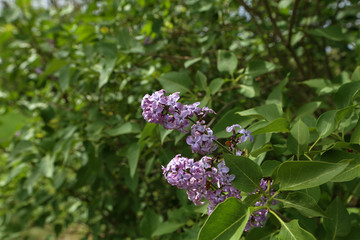 Branch of lilac flowers with the leaves